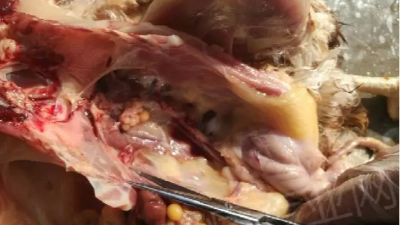 禽呼吸道病究竟是從哪里而來的呢？上海邦森技術分享