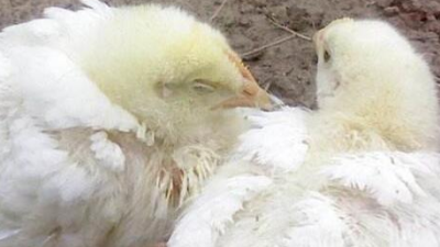 雞得了新城疫怎么辦？上海邦森幫您解燃眉之急