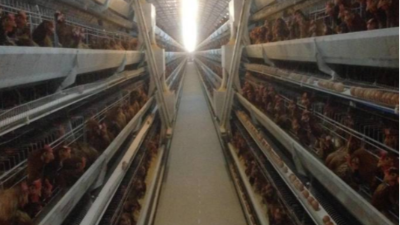 蛋雞容易出現(xiàn)的綜合征