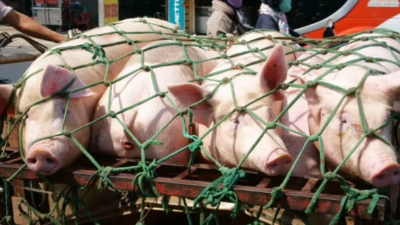 上下“拖市”合力，豬價有望上漲-上海邦森