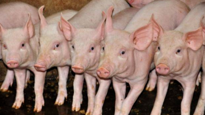 非洲豬瘟情況到底嚴(yán)不嚴(yán)重，高峰過了嗎-上海邦森