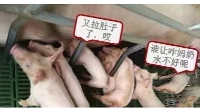 母豬奶水不好怎么辦？速壯丁幫您解憂愁
