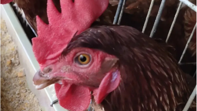 養(yǎng)雞秋季要注意什么