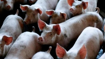 豬病兇猛，豬價(jià)最高能到12元？-上海邦森