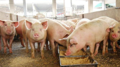 秋季天氣轉(zhuǎn)涼，養(yǎng)豬人需要注意的3點(diǎn)-上海邦森