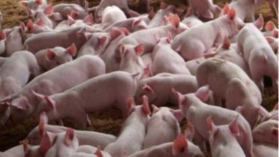 上海邦森豬價(jià)行情分析，3大利好消息