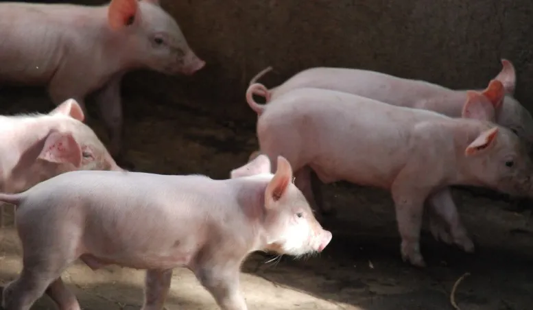 豬咳嗽、喘氣