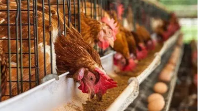 秋季養(yǎng)蛋雞的三個細節(jié)