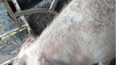 豬皮膚出現(xiàn)紅點、斑塊？快看上海邦森解決方案