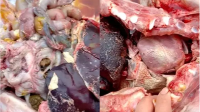 “小病”副豬，惹出的大麻煩！試試上海邦森提供的用藥方案