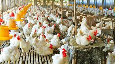 上海邦森分享：為啥說(shuō)雞病防治，要從“腸”計(jì)議？