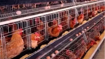 上海邦森分享七大方法讓蛋雞多產(chǎn)蛋，產(chǎn)好蛋。