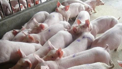 上海邦森程老師談豬?。贺i病經(jīng)驗談