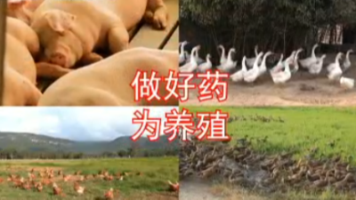 國標(biāo)獸藥價格差別的6點原因-邦森獸藥