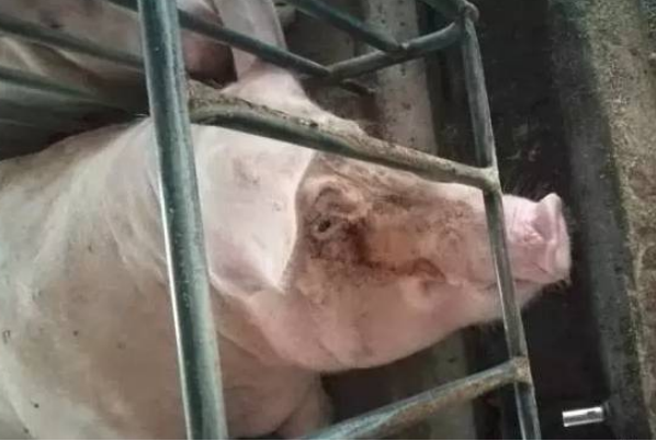 母豬周?chē)鄄颗K