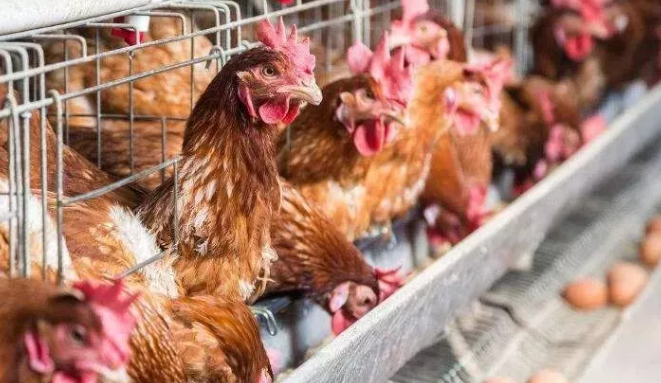 畜牧養(yǎng)殖新規(guī)出臺(tái)，農(nóng)民養(yǎng)殖面臨4大利好-上海邦森