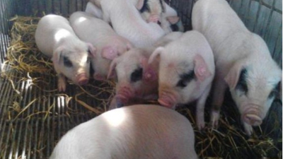 李曼大會——我國當前豬病流行現(xiàn)狀與防控策略。上海邦森分享。