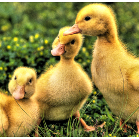 上海邦森治療鴨呼吸道方案真的是見效快，效果好！