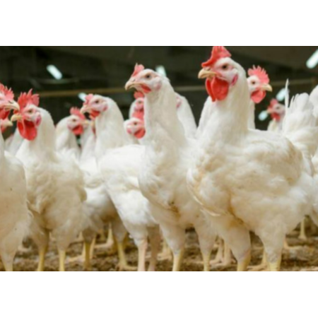 用實(shí)證說(shuō)話(huà)，速壯丁在白羽肉雞的應(yīng)用效果！