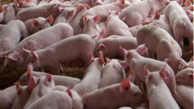 豬價大漲，能否回到40元大關(guān)？-上海邦森分享