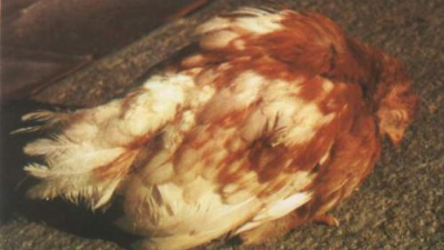 走進雞傳染性法氏囊炎，跟上海邦森一起學相關知識