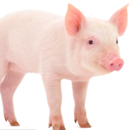 上海邦森生物安全用藥、藍耳病用藥得到客戶的認可