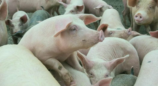 搶豬大戲在即！豬價(jià)蓄勢(shì)待漲，“頂點(diǎn)”是多少？-上海邦森