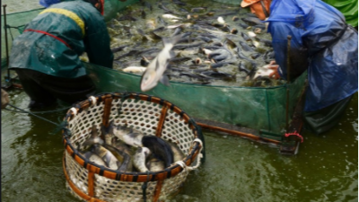 上海邦森提醒大家冬季水產養(yǎng)殖要注意這4點管理要點。