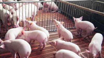 冬天新生的仔豬腹瀉怎么辦？上海邦森【黃金搭檔】來幫您