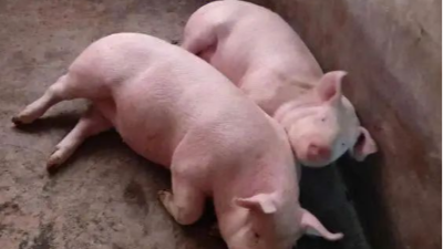 夏季豬場降溫方法得四個方法-上海邦森