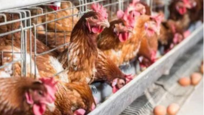 做好這三點(diǎn)，蛋雞能高產(chǎn)-上海邦森