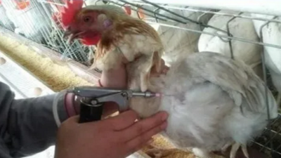 減少免疫應(yīng)激，上海邦森分享六大措施保障！