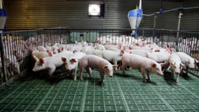 豬價上漲，突破13元箭在弦上-上海邦森