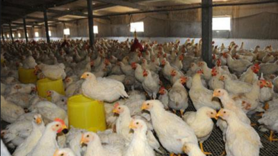 上海邦森行情分享肉雞價格還能破5元嗎？