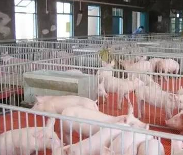 豬只流行性感冒，上海邦森教您一招輕松應對